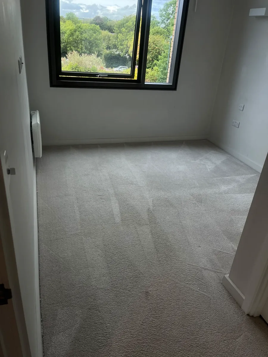 Cleaned carpet in an empty room with window overlooking trees